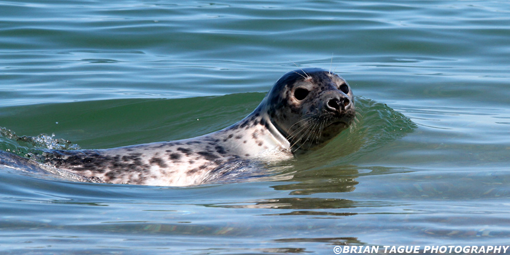 Gray Seal